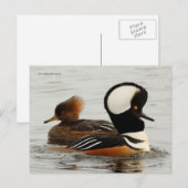Gekookte Merganser Ducks op de Pond Briefkaart (Voorkant / Achterkant)