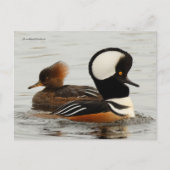 Gekookte Merganser Ducks op de Pond Briefkaart (Voorkant)