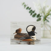 Gekookte Merganser Ducks op de Pond Briefkaart (Staand voorkant)