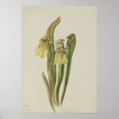 Gekookte Pitcherplant (Sarracenia minor) Poster (Voorkant)