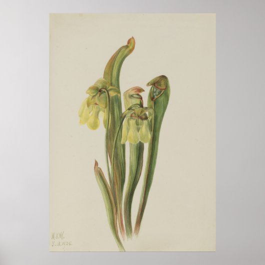 Gekookte Pitcherplant (Sarracenia minor) Poster (Voorkant)