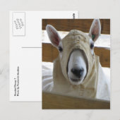 Gekookte schapen 1 briefkaart (Voorkant / Achterkant)