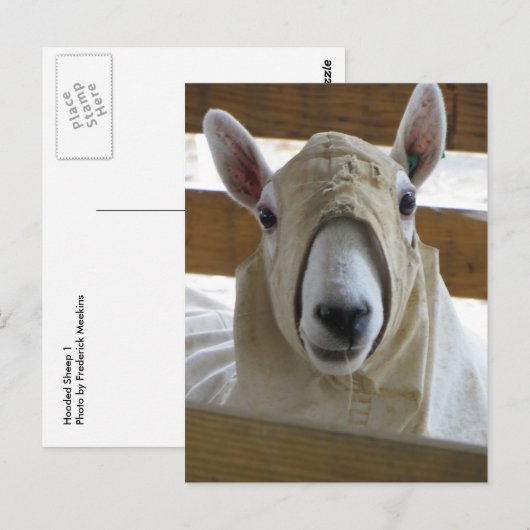 Gekookte schapen 1 briefkaart (Voorkant / Achterkant)