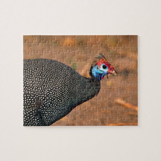 Gekroonde Parelhoen (Numida meleagris). Afrika, Legpuzzel (Horizontaal)
