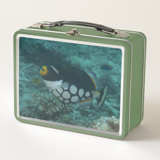 Gekruisde triggervissen in de Belgische lagune Fij (Voorkant)