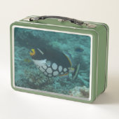 Gekruisde triggervissen in de Belgische lagune Fij (Achterkant)