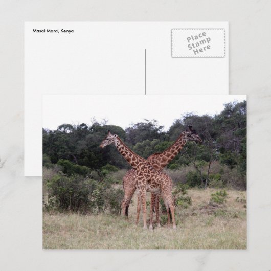 gekruiste giraffen briefkaart (Voorkant / Achterkant)