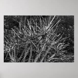 gekruiste struik poster