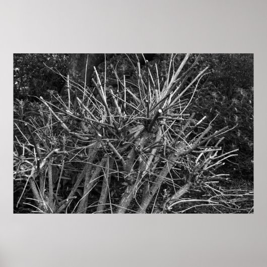 gekruiste struik poster (Voorkant)