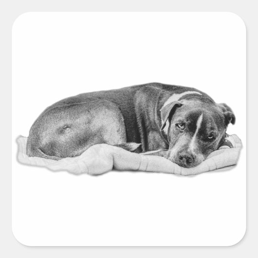 Gekrulde pup met claim gestapeld vierkante sticker (Voorkant)