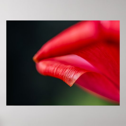 Gekrulde Rode Tulp Bloemblad Natuurfoto Poster (Voorkant)