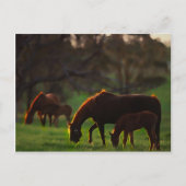 Gekuste zon briefkaart (Voorkant)