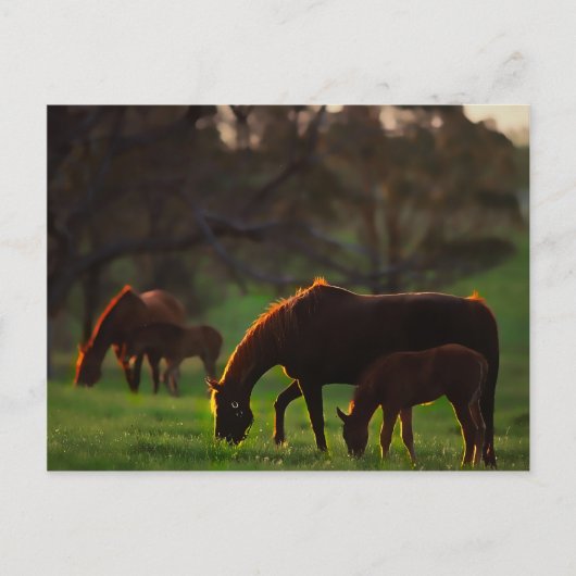 Gekuste zon briefkaart (Voorkant)