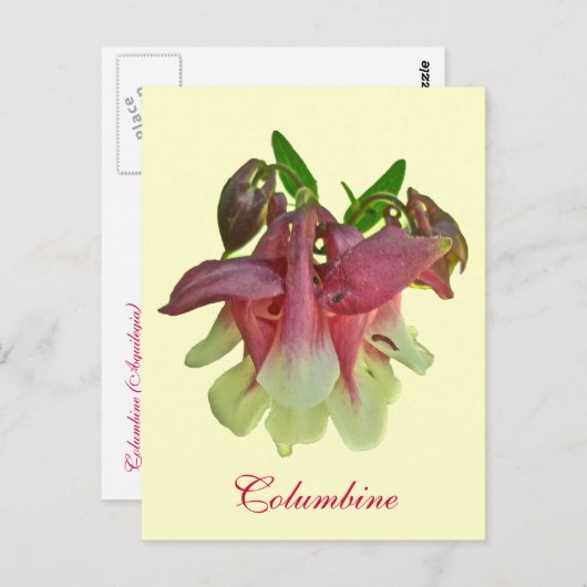 Gekweekt Columbine Briefkaart (Voorkant / Achterkant)