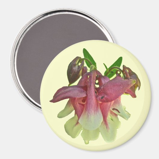 Gekweekte Columbine Magnet (Voorkant / Achterkant)