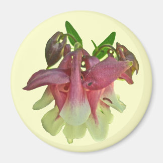 Gekweekte Columbine Magnet