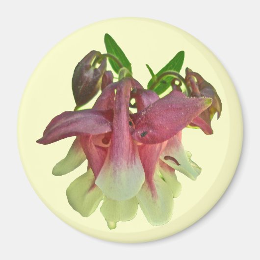 Gekweekte Columbine Magnet (Voorkant)