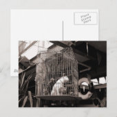 Gelabelde beesten briefkaart (Voorkant / Achterkant)