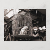 Gelabelde beesten briefkaart (Voorkant)