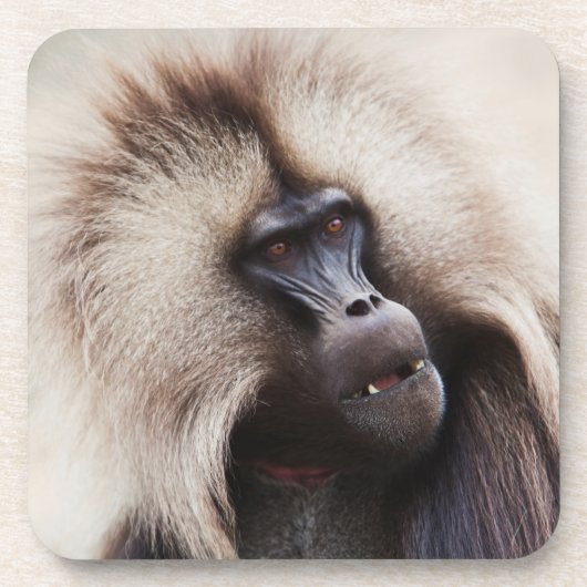 Gelada Baboon, Ethiopië Bier Onderzetter (Voorkant)