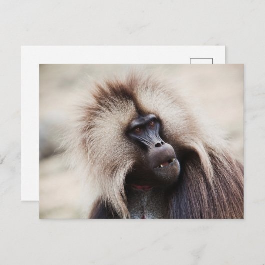 Gelada Baboon, Ethiopië Briefkaart (Voorkant / Achterkant)