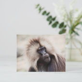 Gelada Baboon, Ethiopië Briefkaart (Staand voorkant)