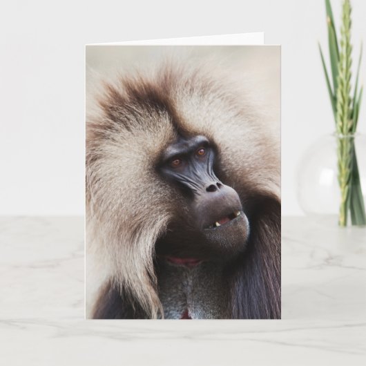 Gelada Baboon, Ethiopië Kaart (Voorkant)