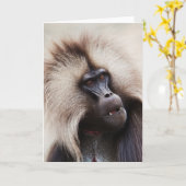 Gelada Baboon, Ethiopië Kaart (Gele Bloem)