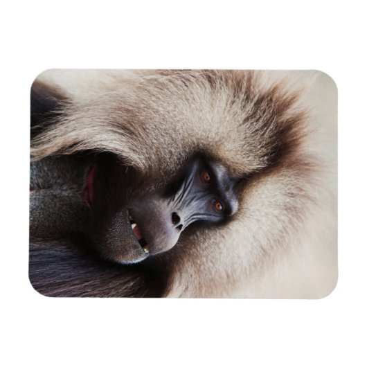 Gelada Baboon, Ethiopië Magneet (Horizontaal)