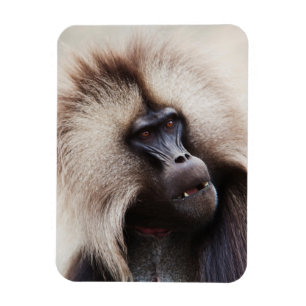 Gelada Baboon, Ethiopië Magneet