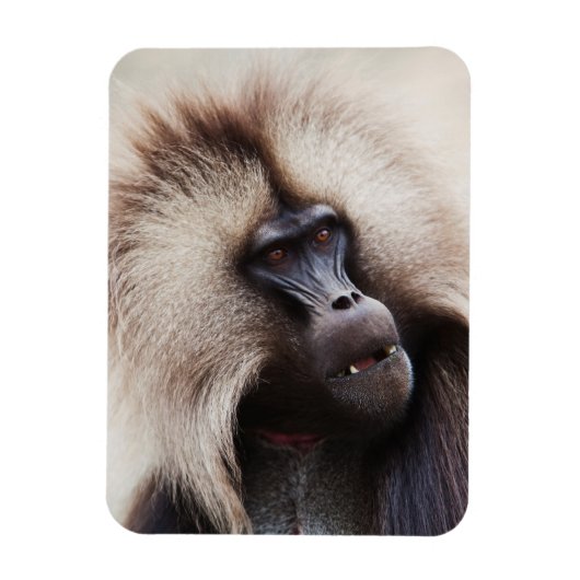 Gelada Baboon, Ethiopië Magneet (Verticaal)