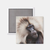 Gelada Baboon, Ethiopië Magneet (Voorkant / Achterkant)