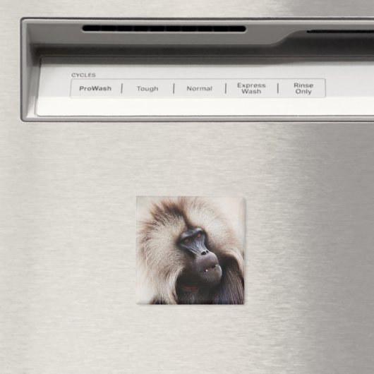 Gelada Baboon, Ethiopië Magneet (Insitu (Vaatwasser))