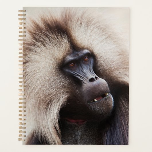 Gelada Baboon, Ethiopië Planner (Voorkant)