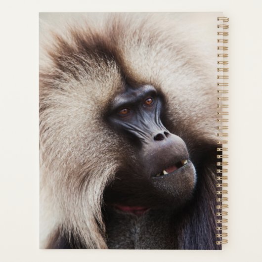 Gelada Baboon, Ethiopië Planner (Achterkant)