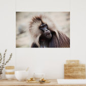 Gelada Baboon, Ethiopië Poster (Keuken)