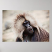 Gelada Baboon, Ethiopië Poster (Voorkant)