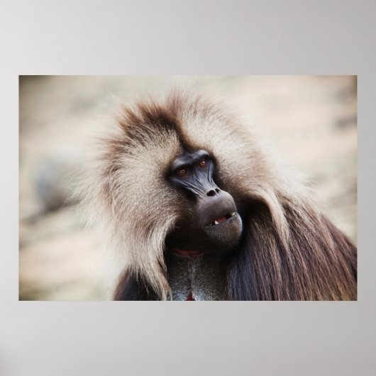 Gelada Baboon, Ethiopië Poster (Voorkant)