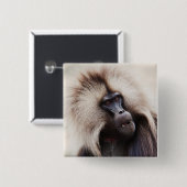 Gelada Baboon, Ethiopië Vierkante Button 5,1 Cm (Voorkant /achterkant)