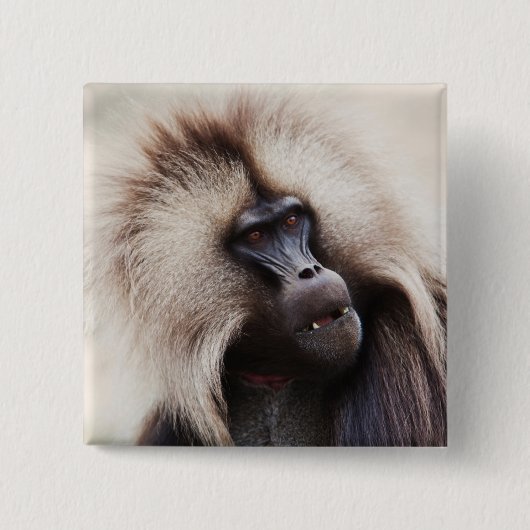 Gelada Baboon, Ethiopië Vierkante Button 5,1 Cm (Voorkant)