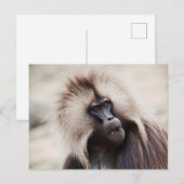 Gelada baviaan, Ethiopië Briefkaart (Voorkant / Achterkant)