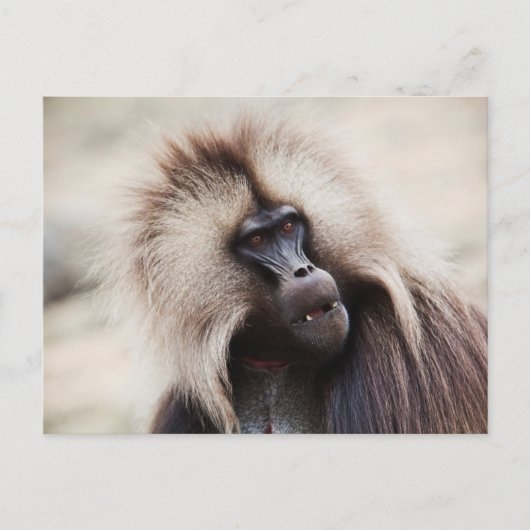 Gelada baviaan, Ethiopië Briefkaart (Voorkant)