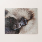 Gelada baviaan, Ethiopië Legpuzzel (Horizontaal)