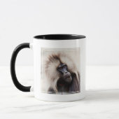 Gelada baviaan, Ethiopië Mok (Links)