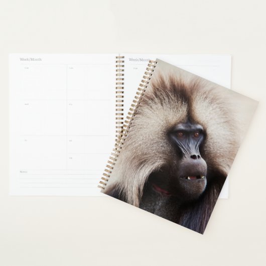 Gelada baviaan, Ethiopië Planner (Display)