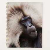 Gelada baviaan, Ethiopië Planner (Voorkant)