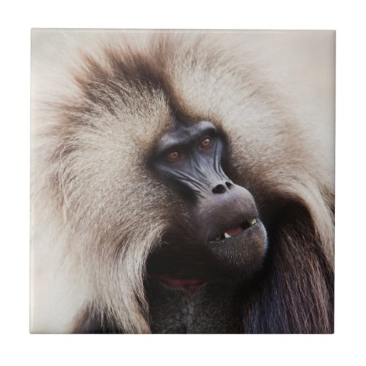 Gelada baviaan, Ethiopië Tegeltje (Voorkant)