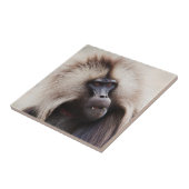 Gelada baviaan, Ethiopië Tegeltje (Zijkant)