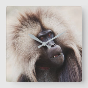 Gelada baviaan, Ethiopië Vierkante Klok