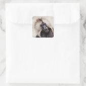 Gelada baviaan, Ethiopië Vierkante Sticker (Tas)
